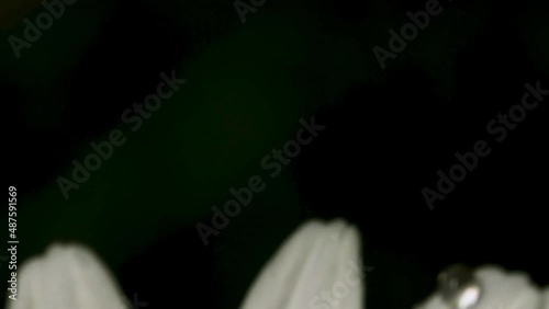 Close-up of drops on chamomile petals. Creative. Beautiful macro drops on chamomile petals. Drops after rain on white flower petals on sunny day