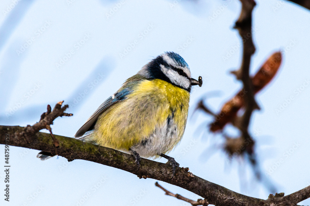 Obraz premium Eurasian Blue Tit in the morning in Provence