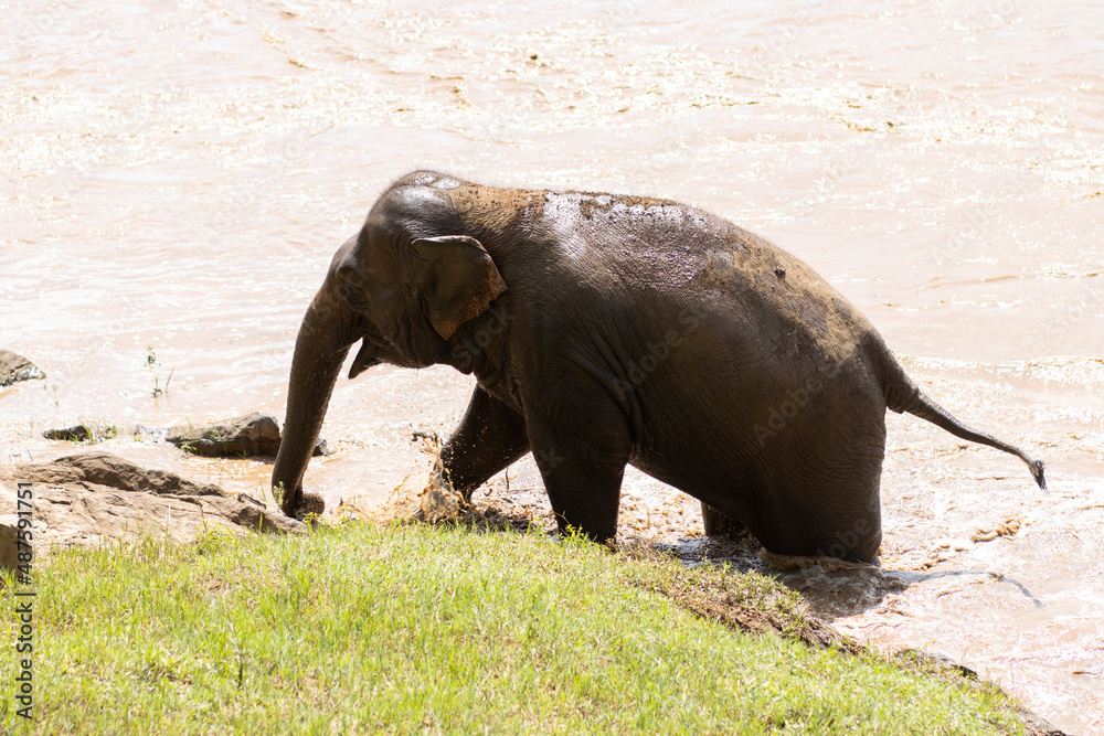Fototapeta premium The baby elephant was walking across the river to the other side. When the river water is high and the water is very cloudy, the Asian elephant in Thailand
