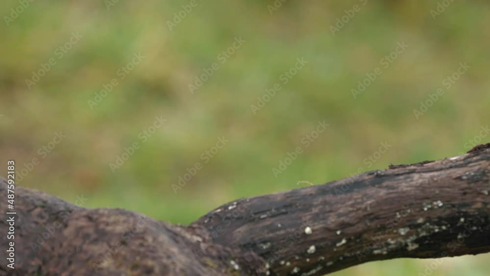Red Squirrel (Sciurus Vulgaris) eating nuts , Scotland