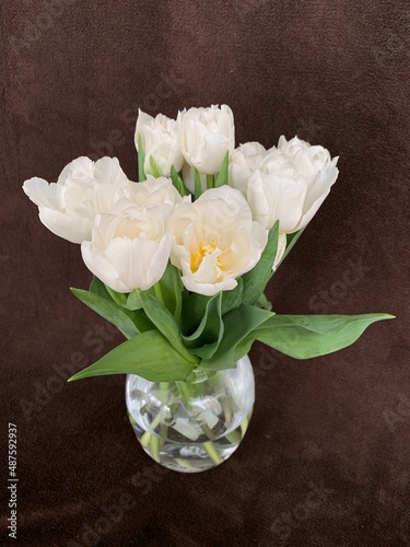 Bouquet of tulips in a glass vase. Spring white flowers isolated on brown. White tulips on a dark background.