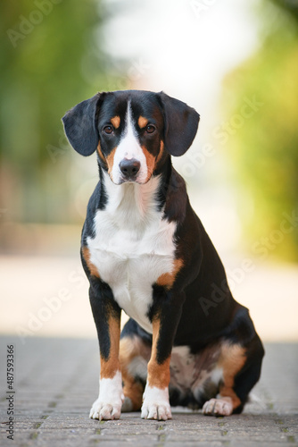 Entlebucher sennenhund outdoors. Loyal pet friend