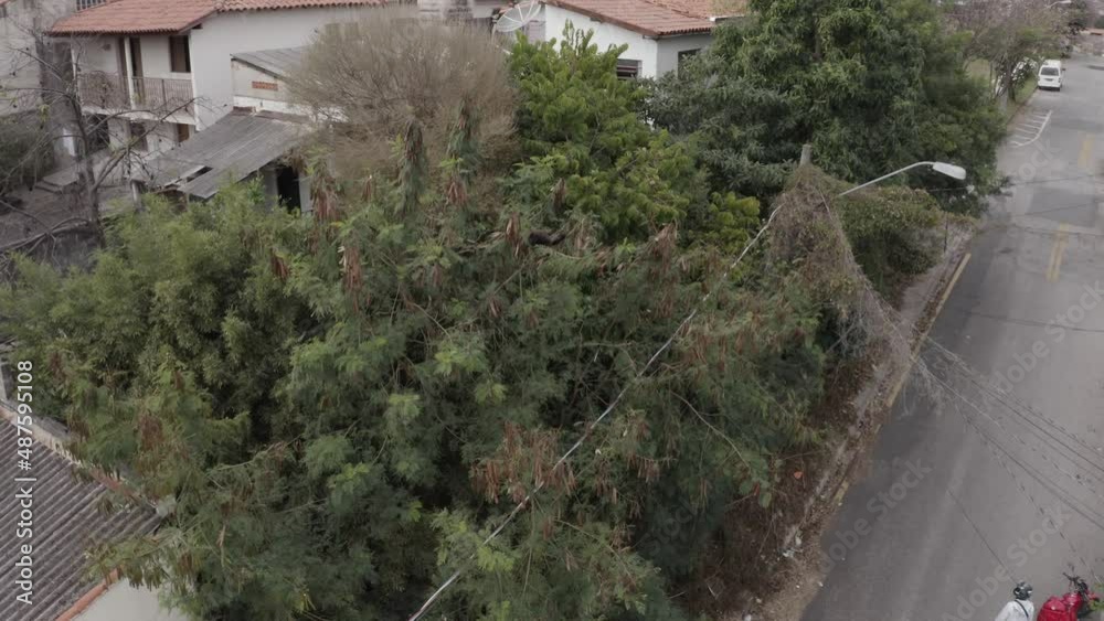 Howler monkeys on tree in residential area - drone image Howler monkeys on tree in residential area - drone image