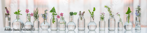 Scientific experiments on medicinal plants