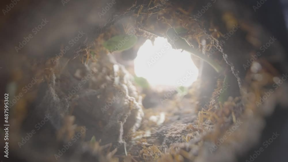 Leaf cutter ants inside nest, amazing view of entrance while antes move around burrow carrying leaves