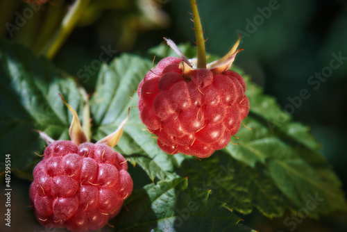 Raspberry growing on a twig, macrophotography. Detailed red raspberries ripen in the sun close-up against a background of green foliage. Organic gardening concept.