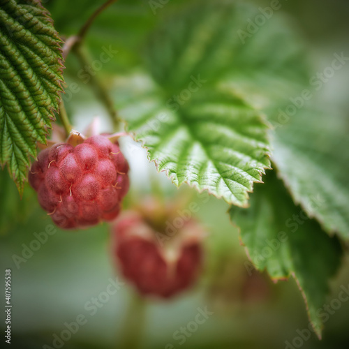 Raspberry growing on a twig, macrophotography. Detailed red raspberries ripen in the sun close-up against a background of green foliage. Organic gardening concept.