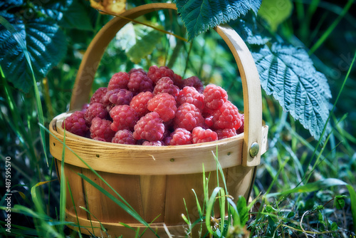 Ripe berry in wooden basket on natural raspberries branch background. Summer Harvest.