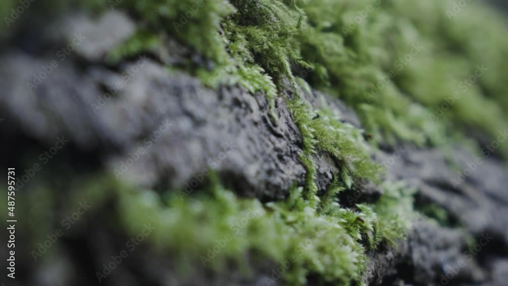 Close up slider shot of bark and moss on a tree slightly damp in spring time Close up slider shot of bark and moss on a tree slightly damp in spring time