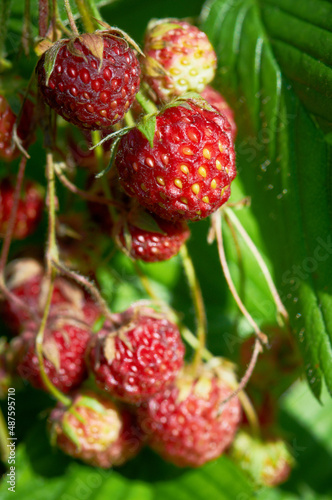Strawberry berries are ripened on strawberry bush in the garden