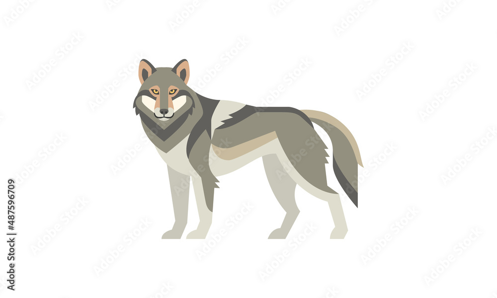 The Grey Wolf (Canis lupus), North American native wild animal isolated flat vector illustration The Grey Wolf (Canis lupus), North American native wild animal isolated flat vector illustration