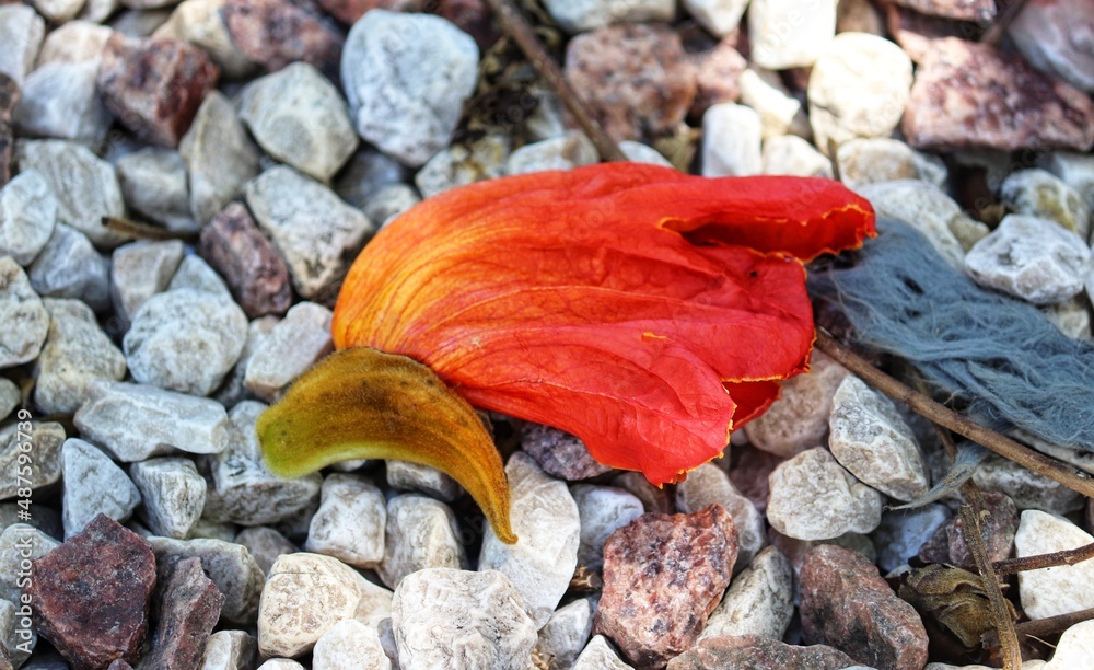 Photograph of a flower fallen amidst the stones. Photograph of a flower fallen amidst the stones.