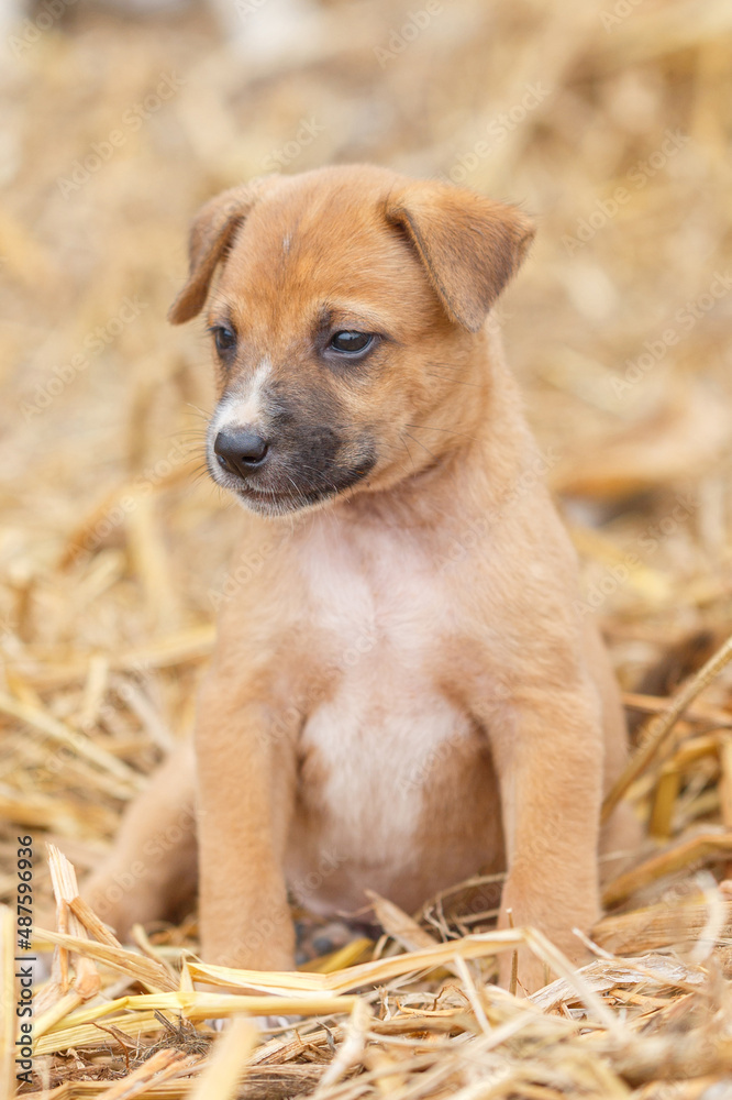 Stray dog. Family of lost puppy stand together Stray dog. Family of lost puppy stand together