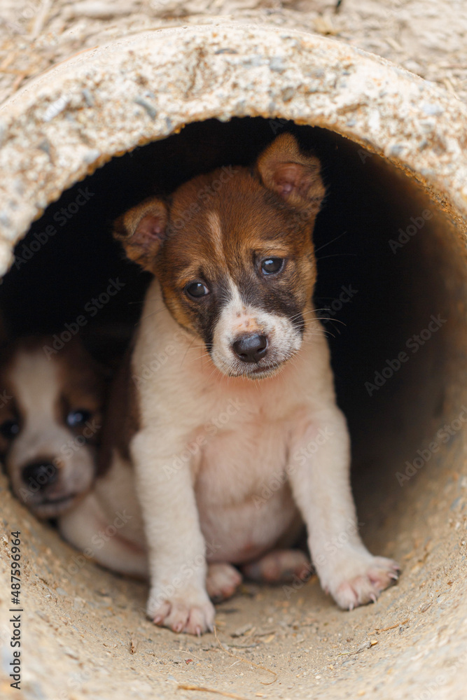 Stray dog. Family of lost puppy stand together Stray dog. Family of lost puppy stand together