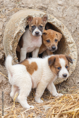 Stray dog. Family of lost puppy stand together