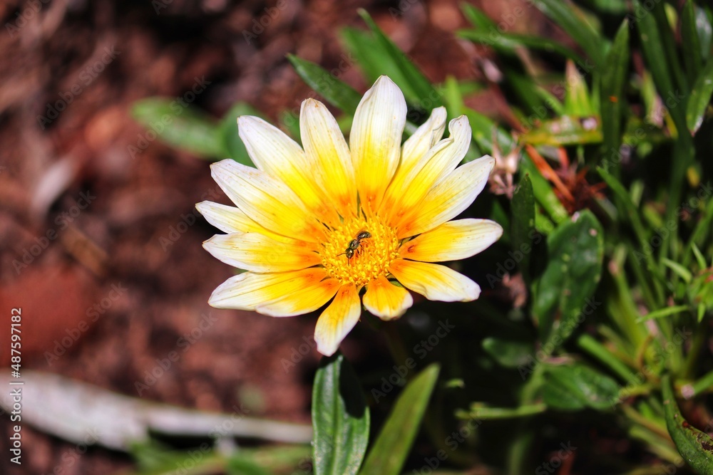 Photography of beautiful plants in the garden. Photography of beautiful plants in the garden.