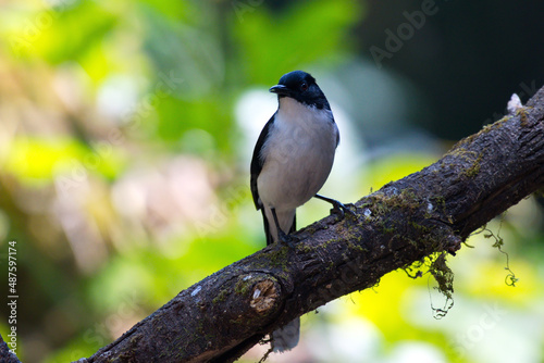 A closeup of the black-headed sibia. Heterophasia desgodinsi. photo