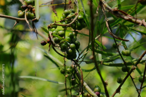 Close up of green seed clusters of a Wild asparagus vine