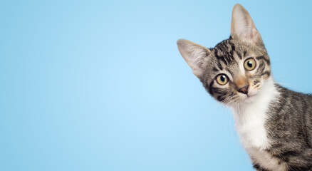Curious little cat looking to the camera side isolated on blue background