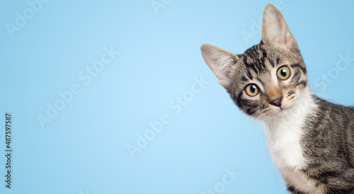 Curious little cat looking to the camera side isolated on blue background