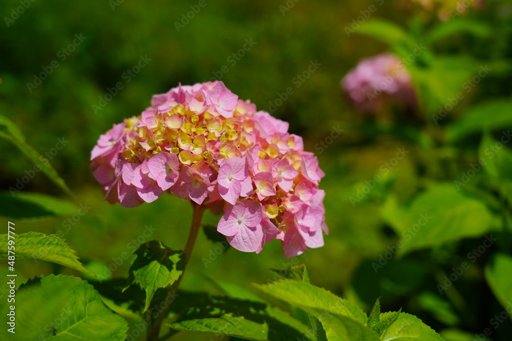 Hydrangea flowers - Hydrangea macrophylla - Beautiful bush of in a garden Hydrangea flowers - Hydrangea macrophylla - Beautiful bush of in a garden