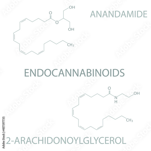 Endocannabinoids (anandamide, 2-arachidonoylglycerol) molecular skeletal chemical formula. photo