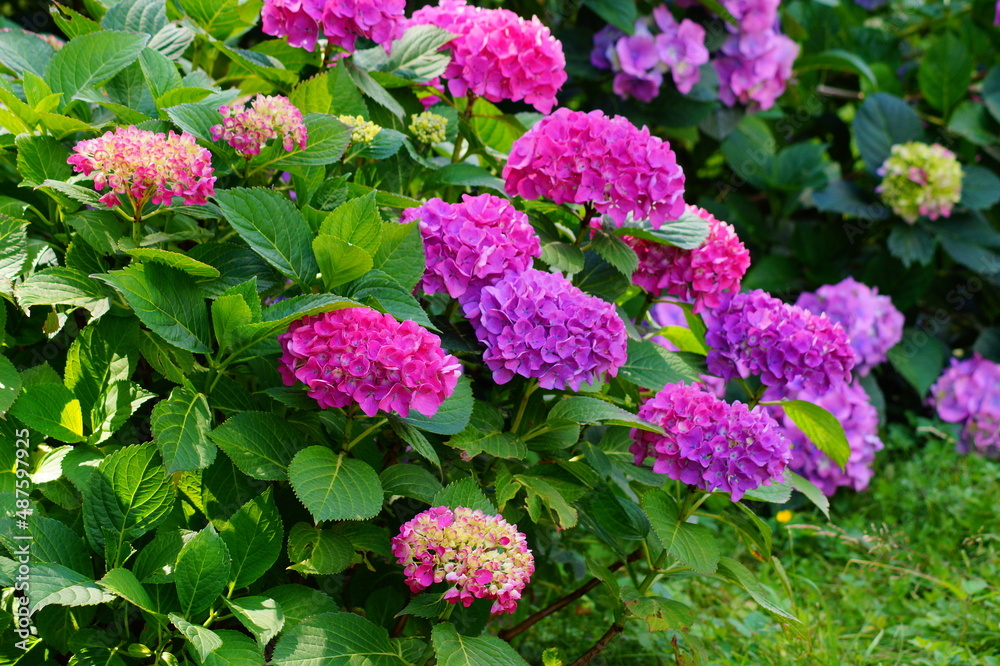  Hydrangea flowers - Hydrangea macrophylla - Beautiful bush of  in a garden 