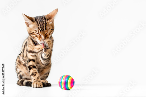 Cute little kitten of bengal cat breed washing itself with paw isolated on white background photo