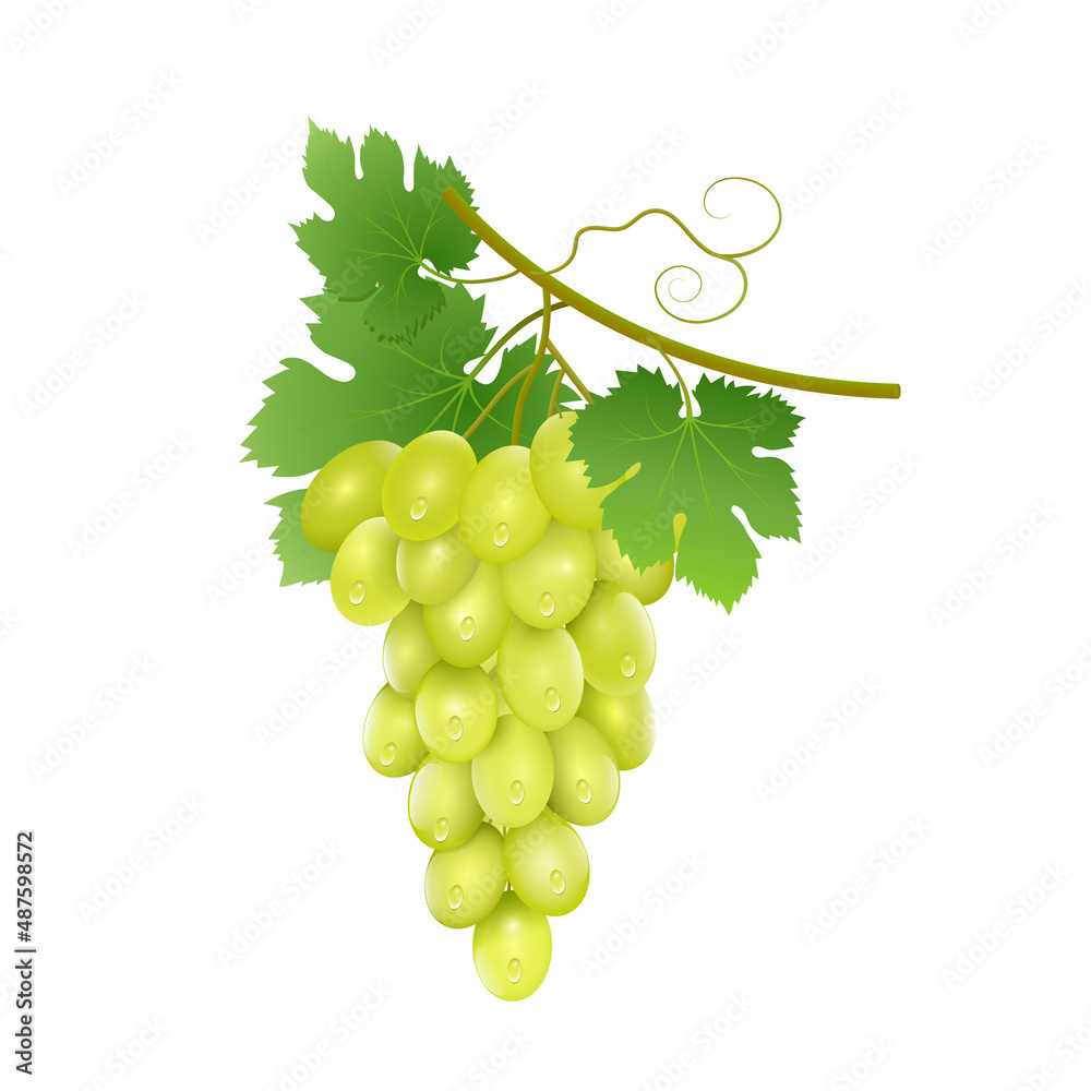 A bunch of ripe grapes with green leaves on a short vine in limbo and all this on a white background