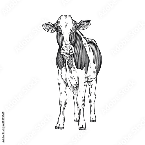 angus cow or cattle hand drawing