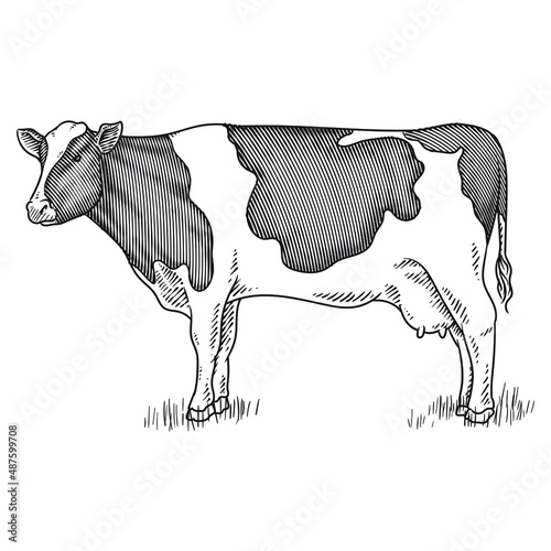 angus cow or cattle hand drawing