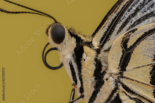 close up a butterfly