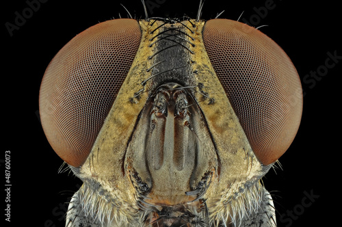 close up a flies