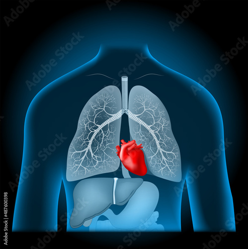 red heart into x-ray blue realistic torso.