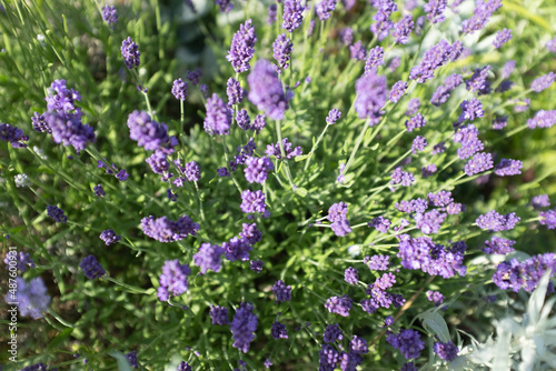 Composition from lavender bush with flower stalks in sunny day, selective focus. Flowers of lavender plant for publication, design, poster, calendar, wallpaper, postcard, banner, cover, website