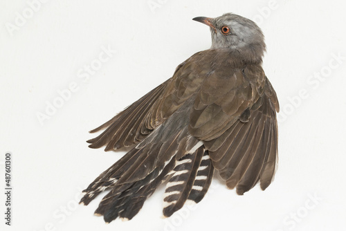 A plaintive cuckoo bird Cacomantis merulinus isolated on white background
