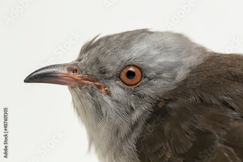 A plaintive cuckoo bird Cacomantis merulinus isolated on white background
 photo