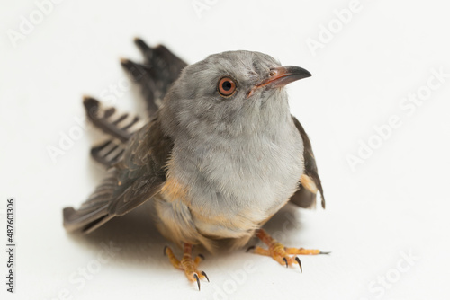 A plaintive cuckoo bird Cacomantis merulinus isolated on white background
 photo