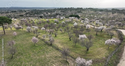 almond tree in bloom in garrovillas de alconetar, caceres, extremadura photo