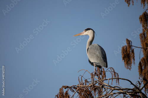 a grey heron standing in a tree top