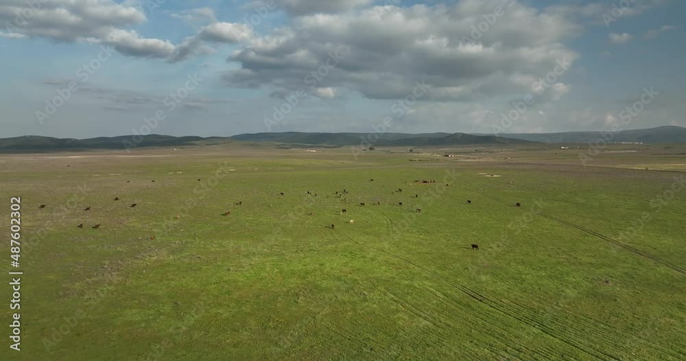 brave cattle in the dehesa of Extremadura brave cattle in the dehesa of Extremadura