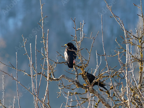 Pyrrhocorax graculus | Ein paar Alpendohle oder Bergdohle ins Tal, die im Winter auf einem Ast ruhen photo