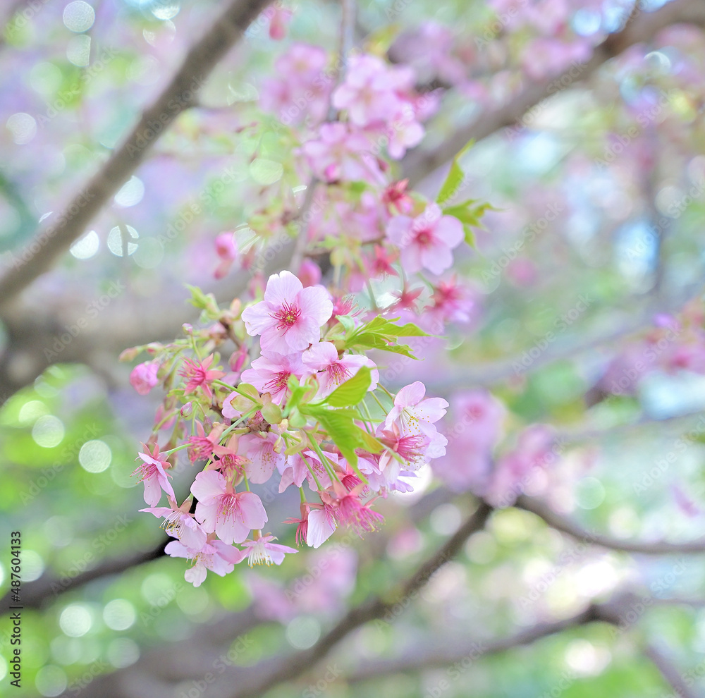 Obraz premium 河津桜のアップ