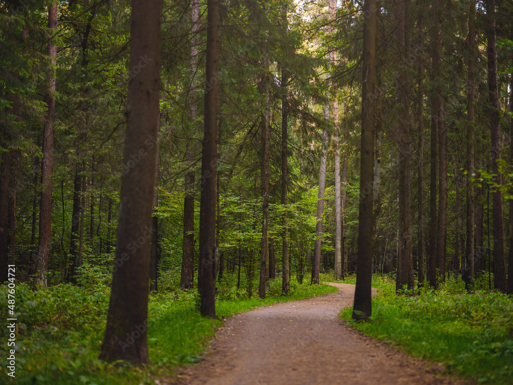 traditional forest of central Russia, summer sunset. Scenic forest of fresh green trees, beautiful park, summer landscape, birch grove, fir forest summer landscape traditional forest of central Russia, summer sunset. Scenic forest of fresh green trees, beautiful park, summer landscape, birch grove, fir forest summer landscape
