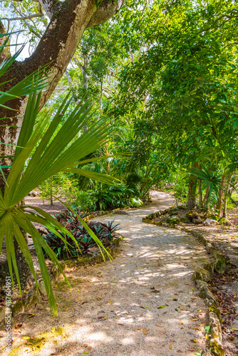 Tropical jungle plants trees walking trails Muyil Mayan ruins Mexico.