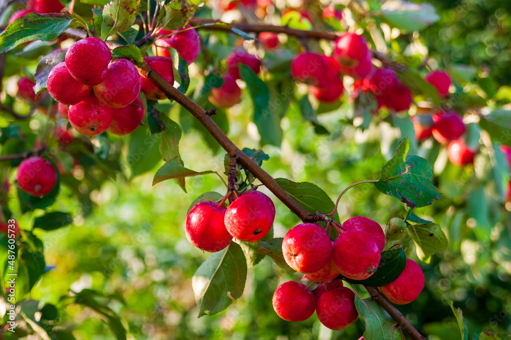 Red apples on a branch in the shade of a tree. Bright red apples on a branch.