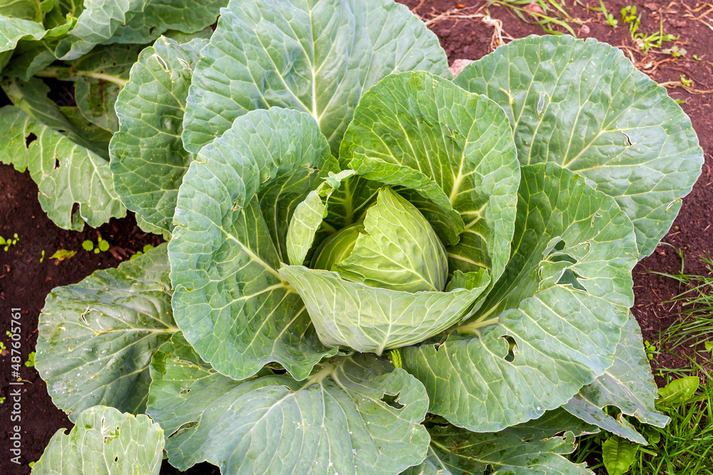 Young white cabbage beaten with hail. White cabbage in the garden. Young white cabbage beaten with hail. White cabbage in the garden.