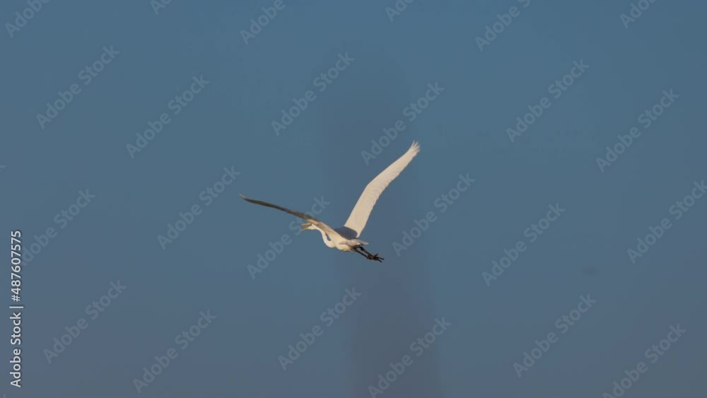 (Ardea alba), which flies with the blue sky in the background in slow motion (Ardea alba), which flies with the blue sky in the background in slow motion