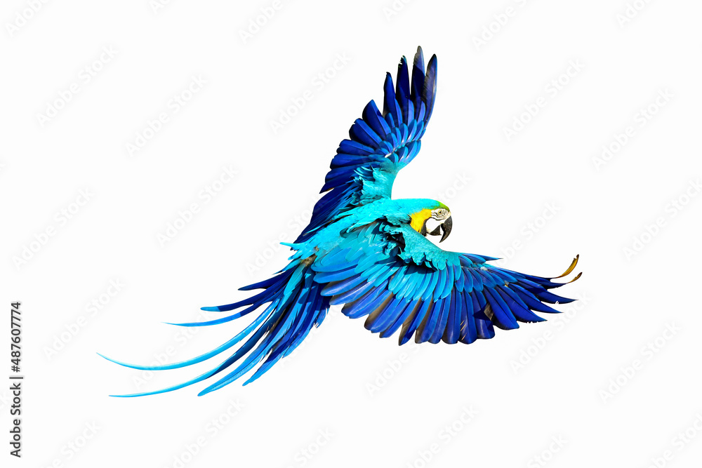 Macaw Parrot flying isolated on white.