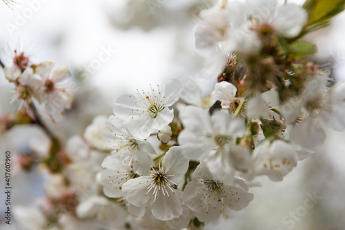 Springtime. Beautiful spring blooming cherry tree, white flowers
